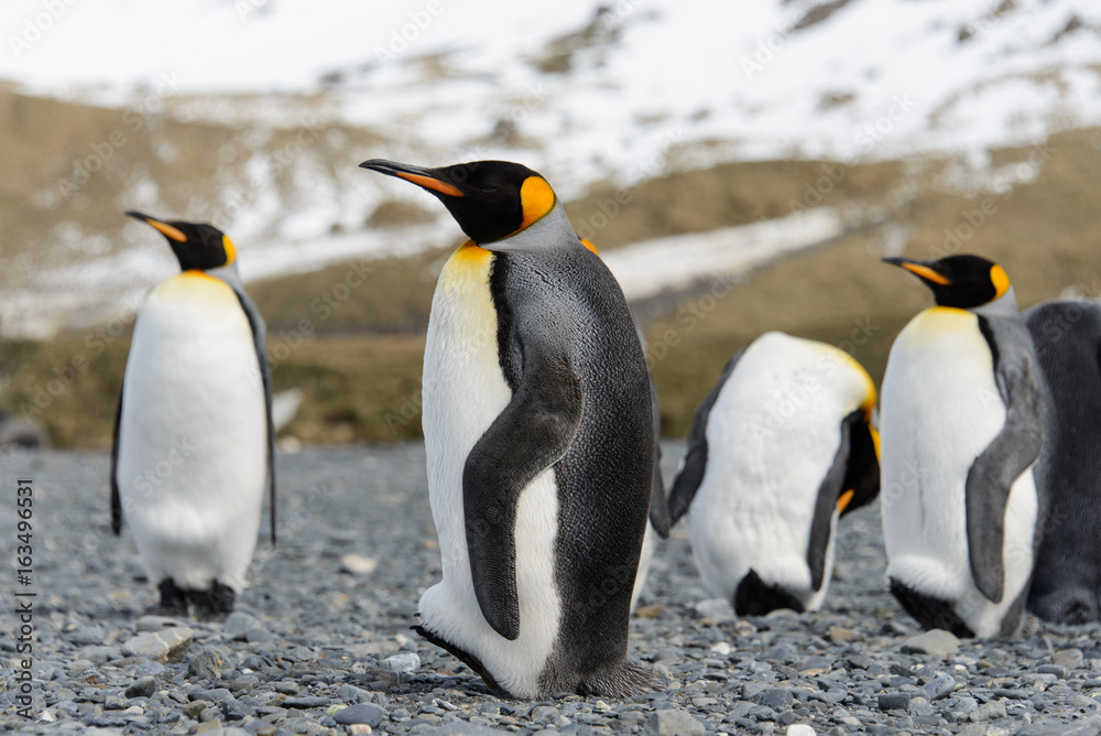 Fototapeta premium King penguins on South Georgia island