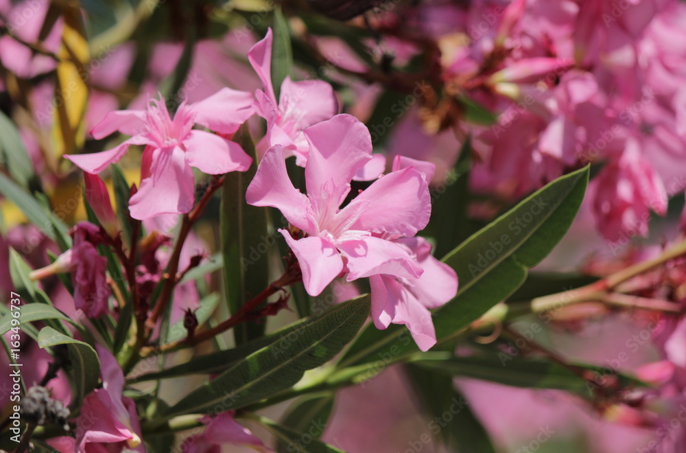 Oleander Oleander