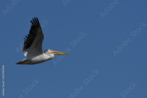 American White Pelican flying © David