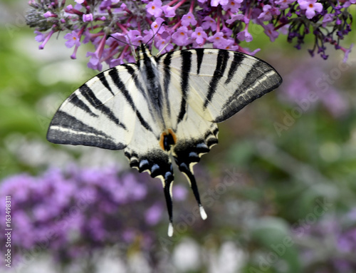 Papillon sur BUDDLEIA