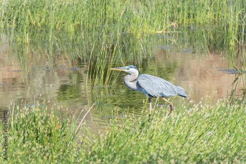 Great blue heron fishing in a reservoir on Catalina Island, on the Trans Catalina Trail