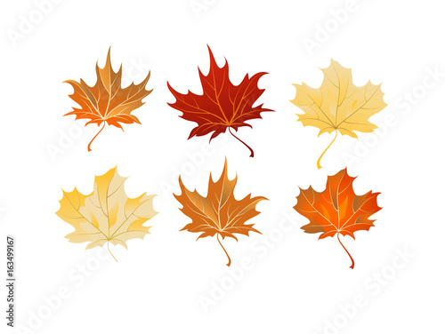 Maple leaves set