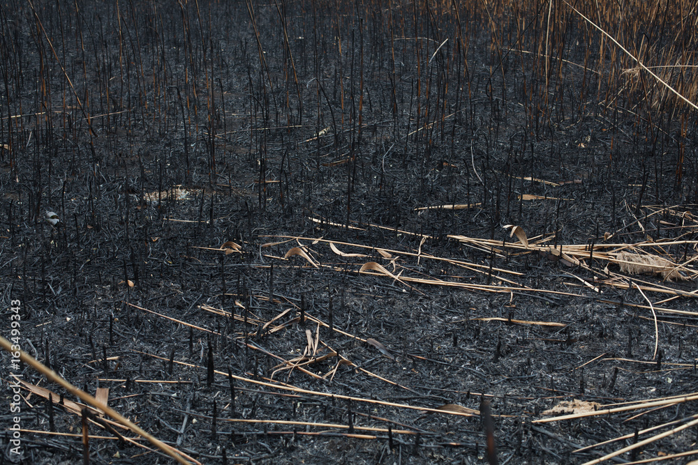 after the burnt ashes of reeds