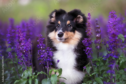 Fototapeta Naklejka Na Ścianę i Meble -  beautiful sheltie puppy portrait in summer flowers