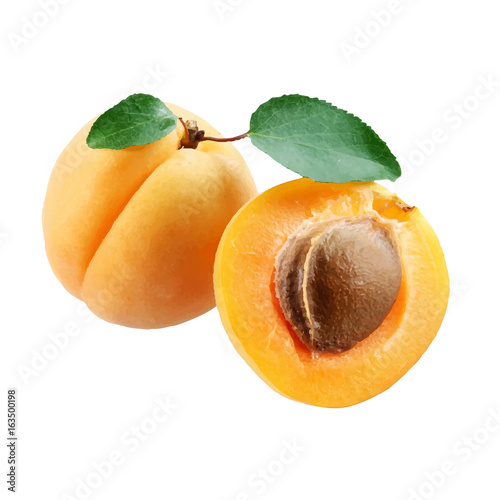 Vászonkép Isolated apricot