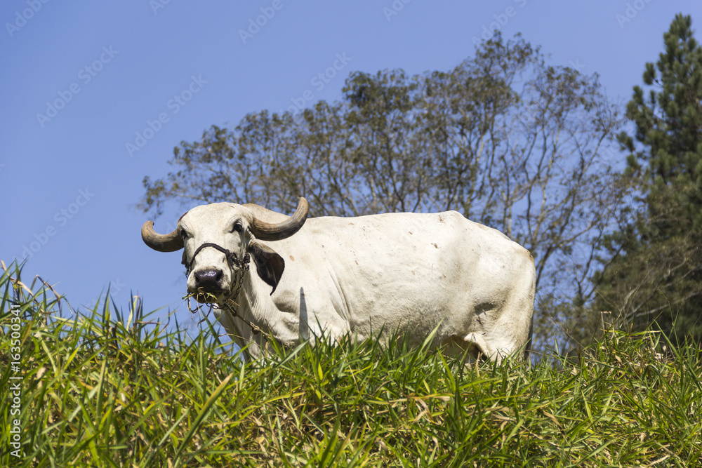 Obraz premium Boi pastando