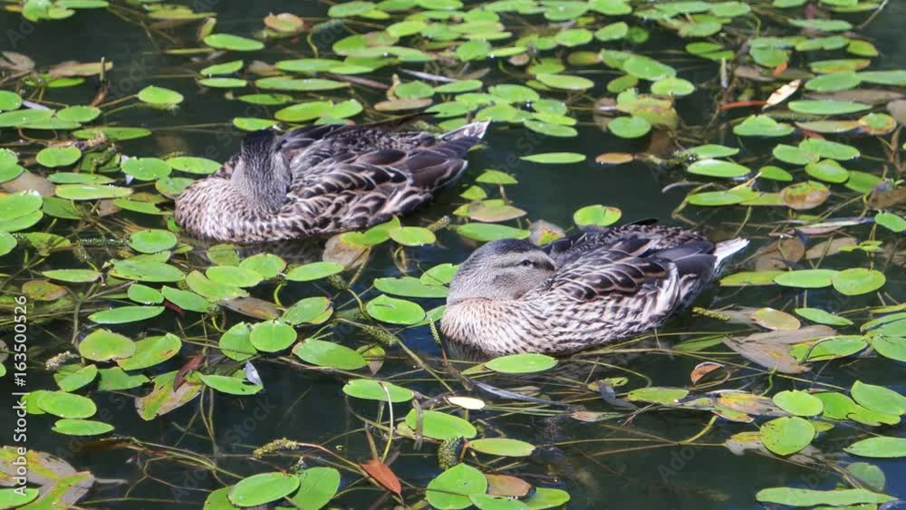 Ducks are sleeping on the lake Ducks are sleeping on the lake