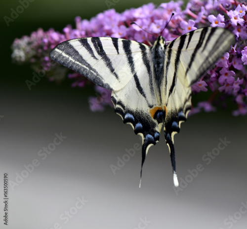 Papillon sur BUDDLEIA photo