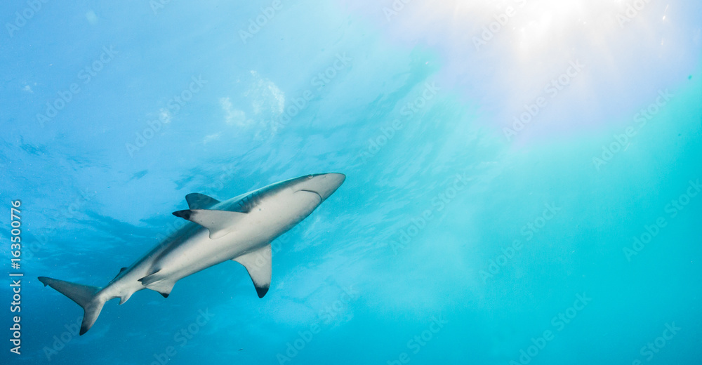 Obraz premium Blacktip shark