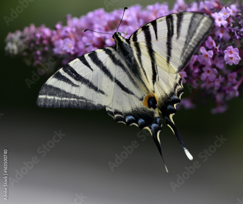 Papillon sur BUDDLEIA photo