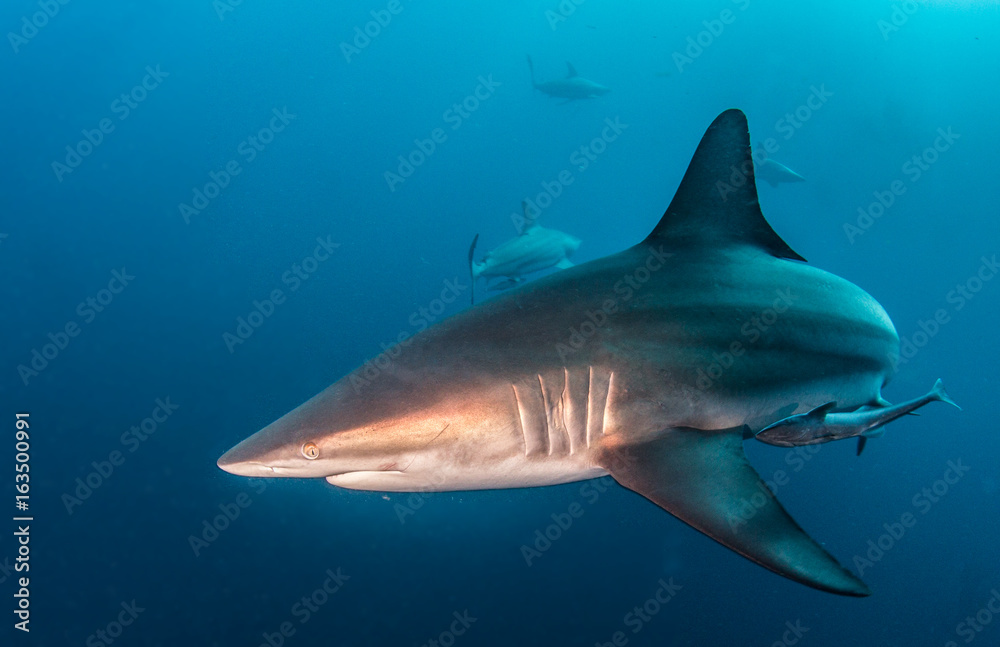 Fototapeta premium Blacktip shark