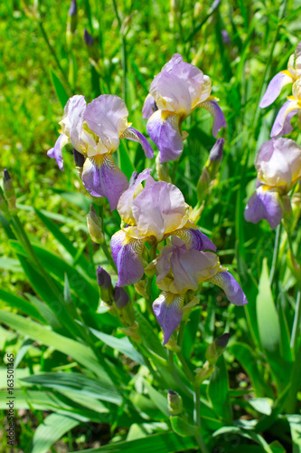 Fototapeta Naklejka Na Ścianę i Meble -  Iris Flower