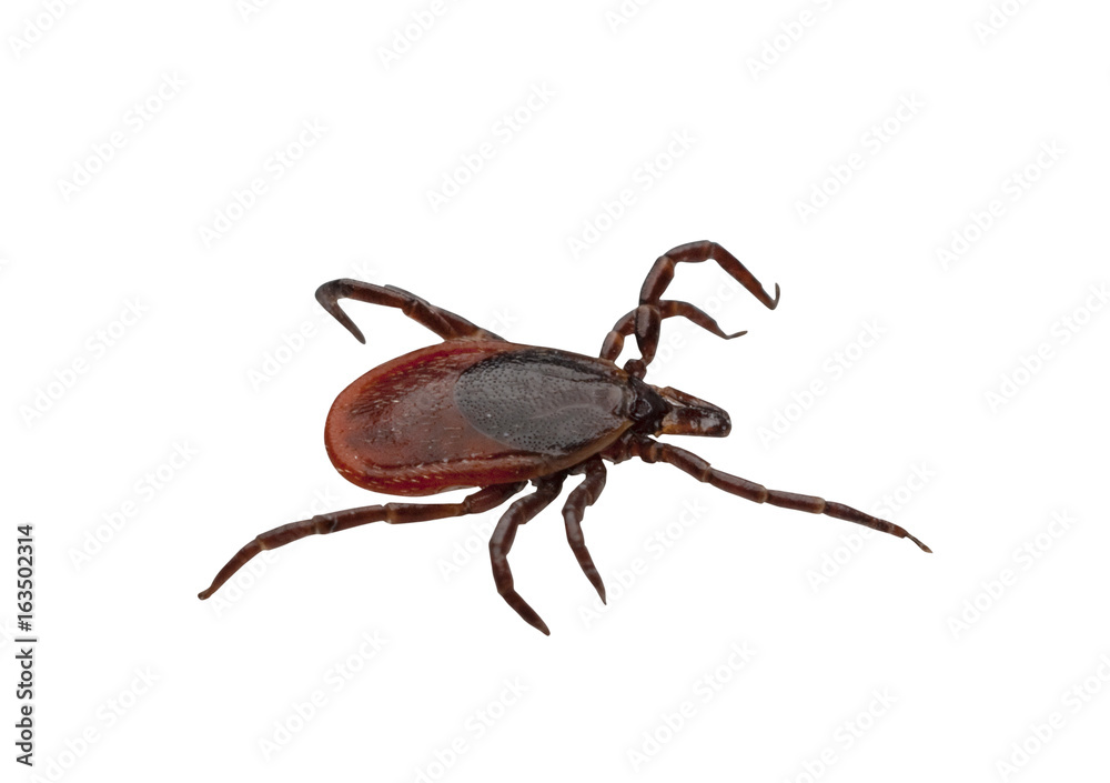 Close-up of isolated ixodid tick on a white background