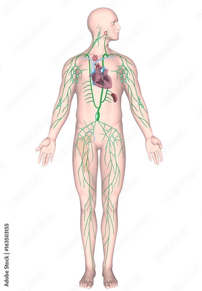 Human lymphatic system, unlabeled. Human lymphatic system, unlabeled.