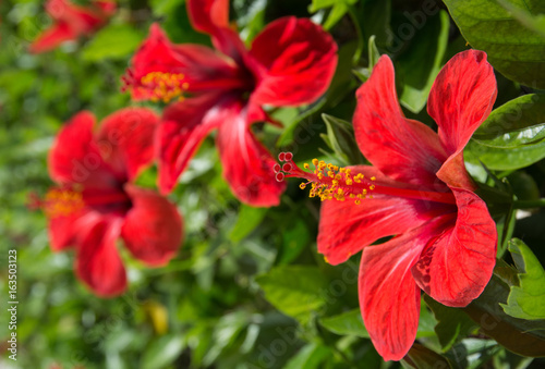 Red hibiscus flowers  photo