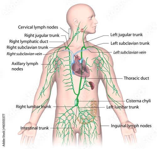 Lymphatic drainage from upper body, labeled photo