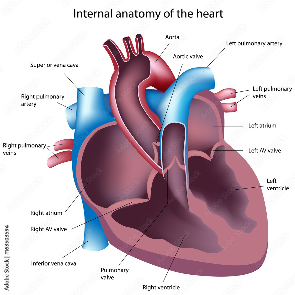 Heart cross section, labeled. Stock Illustration Adobe Stock