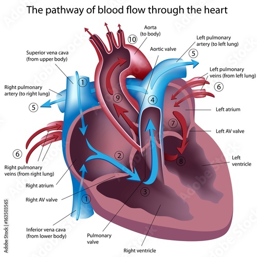 The pathway of blood flow through the heart, labeled. 