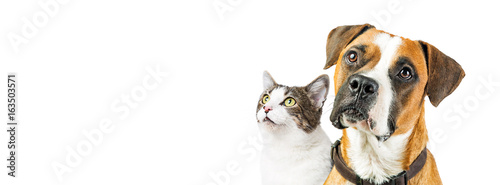 Dog and Cat Together on White Horizontal Banner