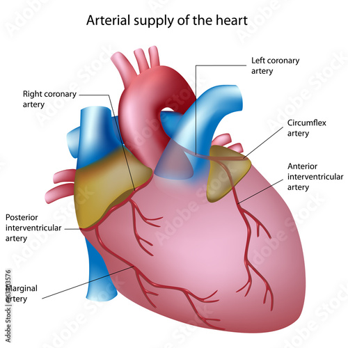 Blood supply to the heart, labeled.  photo