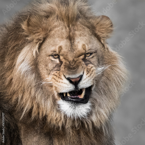 African Lion V
