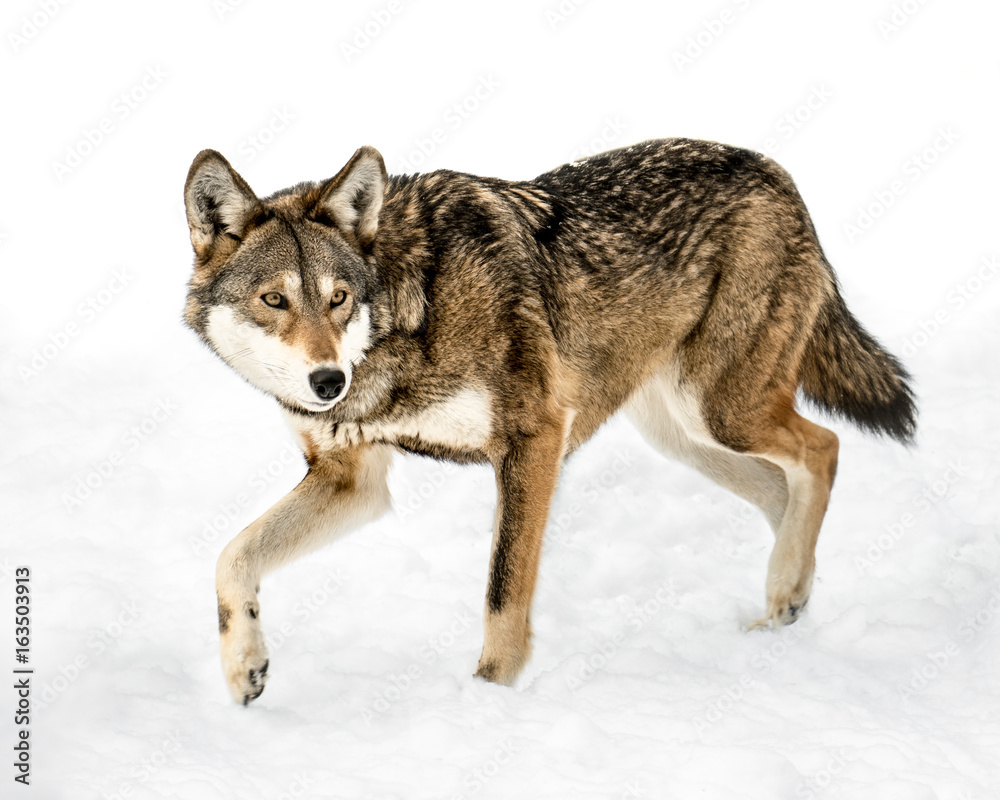 Red Wolf in Snow XIII