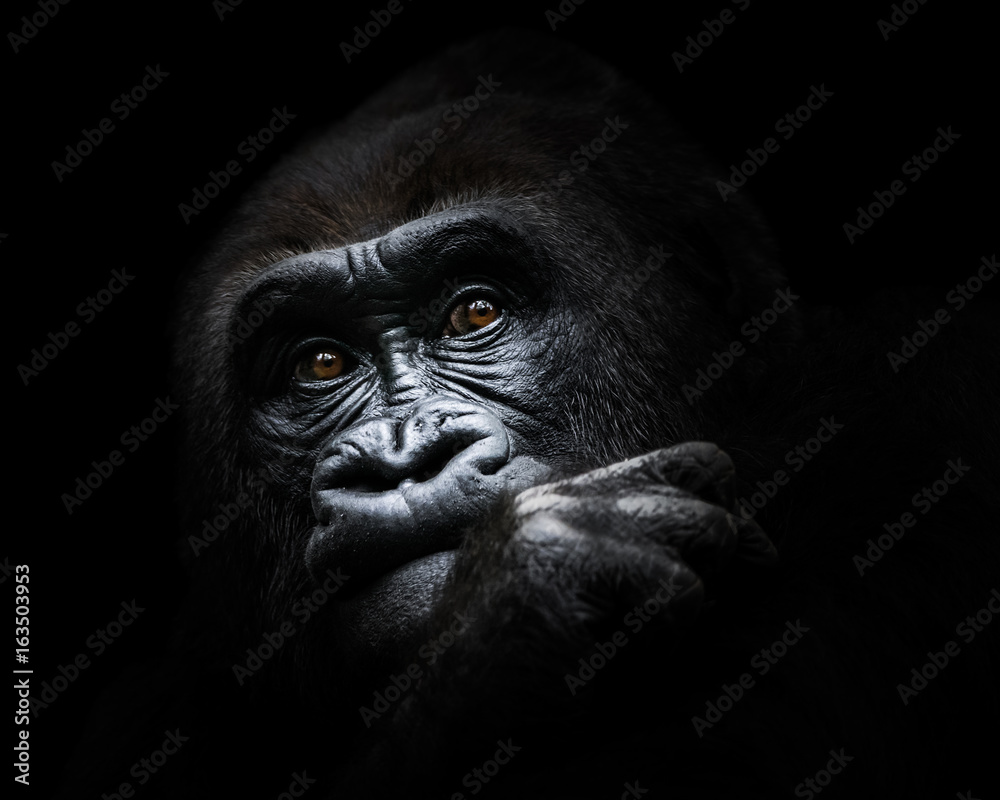 Western Lowland Gorilla III Western Lowland Gorilla III