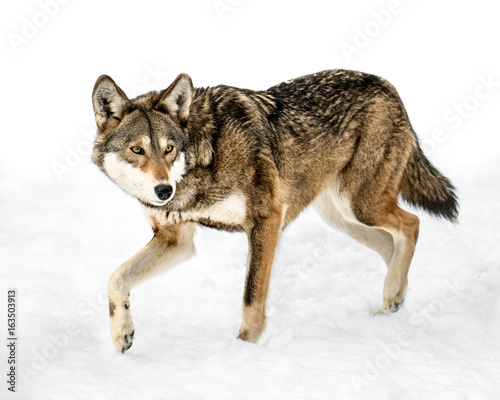 Red Wolf in Snow XIII © Abeselom Zerit