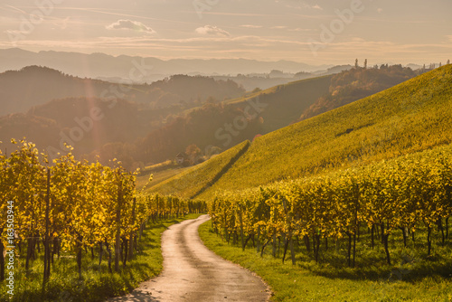 Styrian Tuscany Vineyard at summer sunset, Austria
