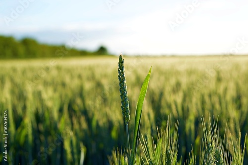 Macro Crop