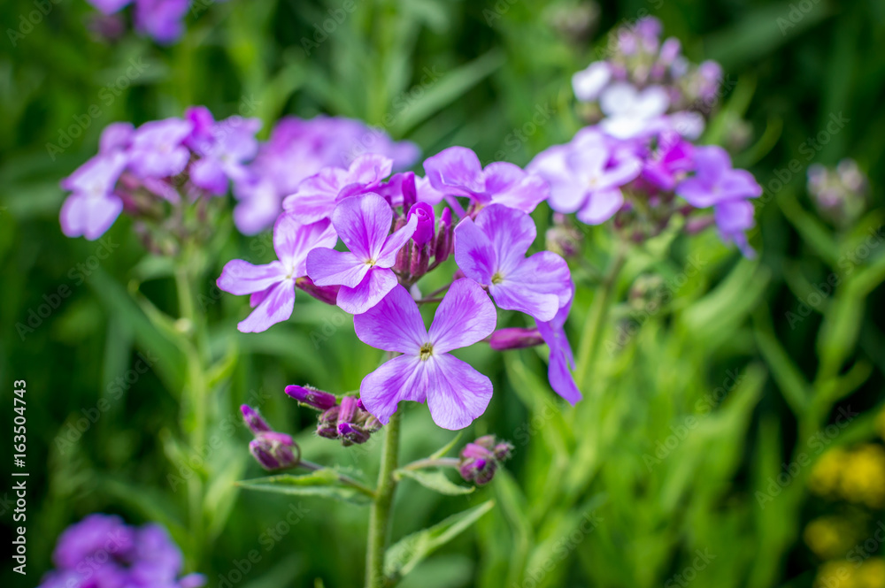 Little purple field flower Little purple field flower