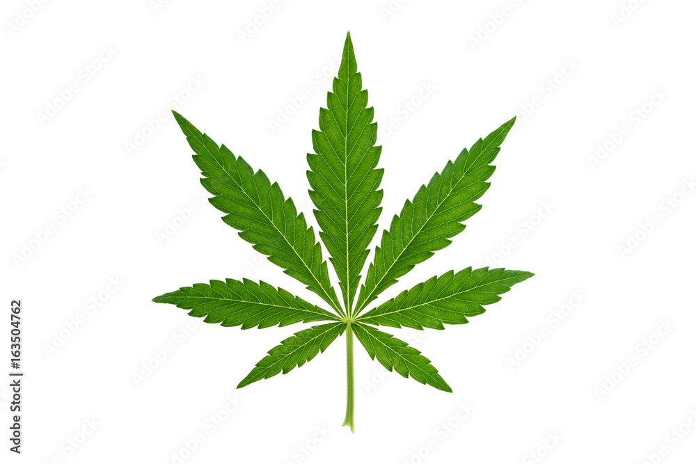 Marijuana leaf on white background - obrazy, fototapety, plakaty 