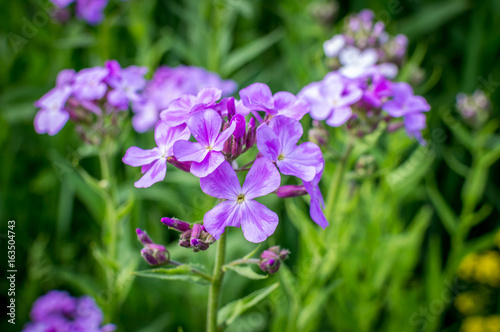 Little purple field flower