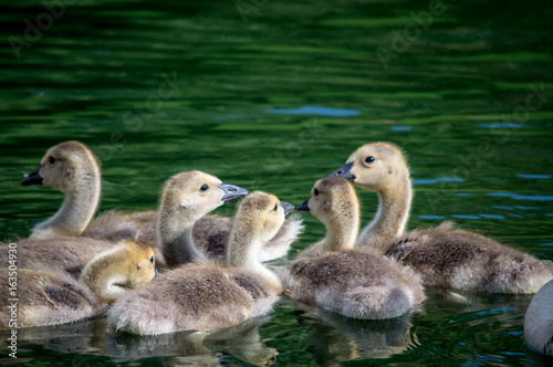 hoard of goslings © Cory