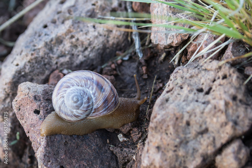 Snail crawling over rocks