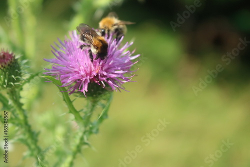 Biene auf Distel © johannesk1403