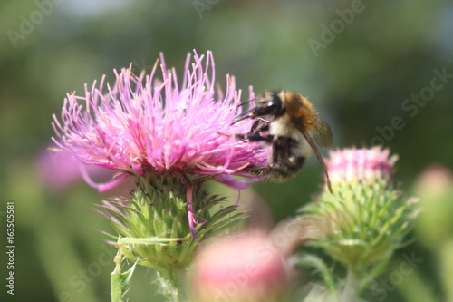 Biene auf Distel © johannesk1403