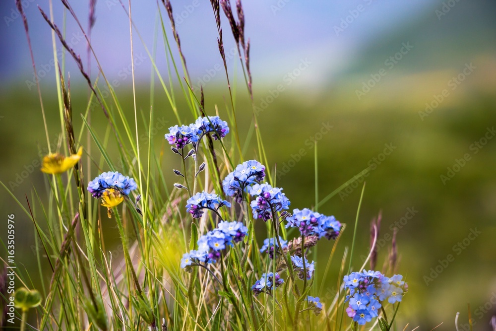 Красивые цветы синего цвета на поляне в траве, растения в дикой природе  фотография Stock | Adobe Stock