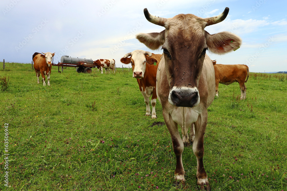 Braunvieh und Simmentaler Rinder mit Hörnern Braunvieh und Simmentaler Rinder mit Hörnern