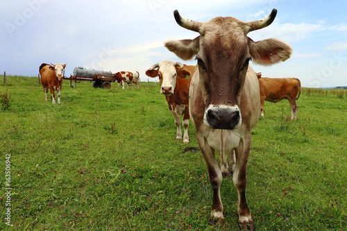 Braunvieh und Simmentaler Rinder mit Hörnern © Astrid Gast