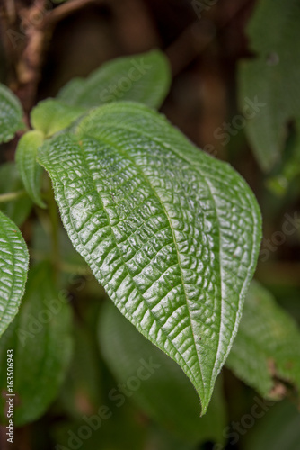 Leaves of the Rainforest