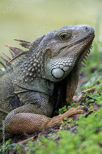 Im ready for my closeup! A Puerto Rican Iguana basks in the warm tropical sun next to a slow moving river