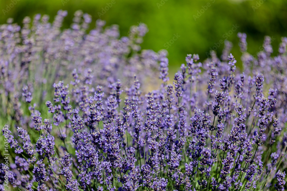 Fototapeta lavendel flowers