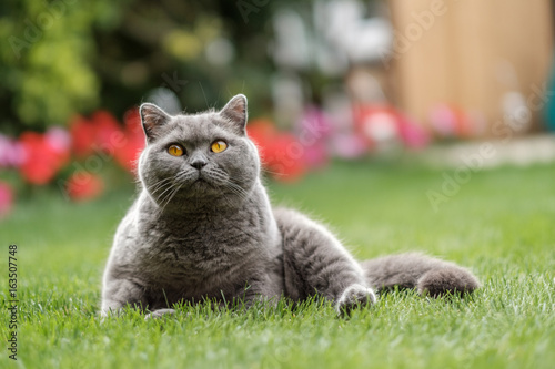 British Blue cat sitting on grass gazing up