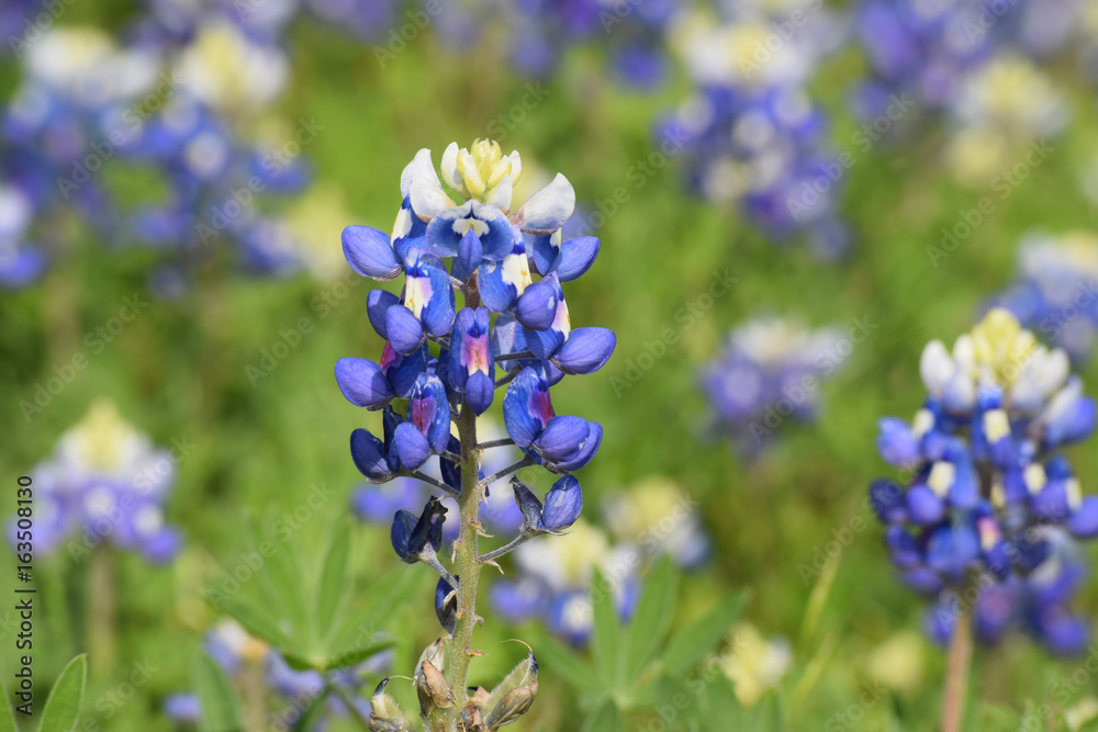 Bluebonnet