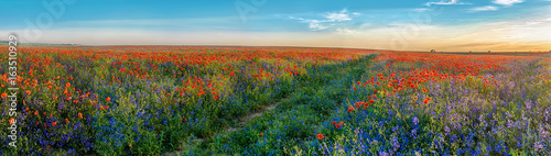 Fotografia Big Panorama of poppies and bellsflowers field with path