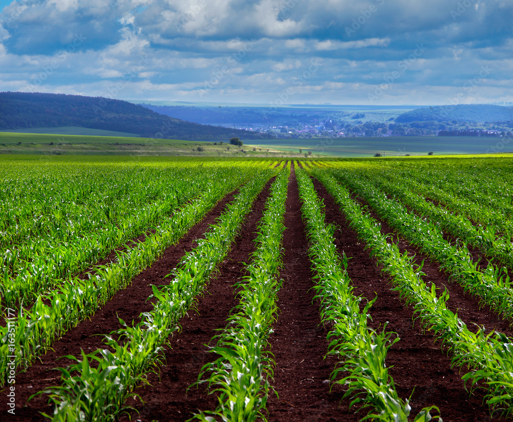 young green corn shoots on field