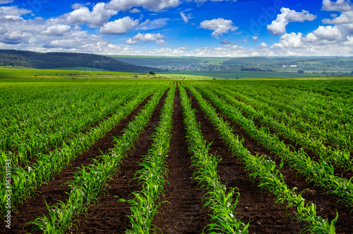 view of lines of young corn shoots on field