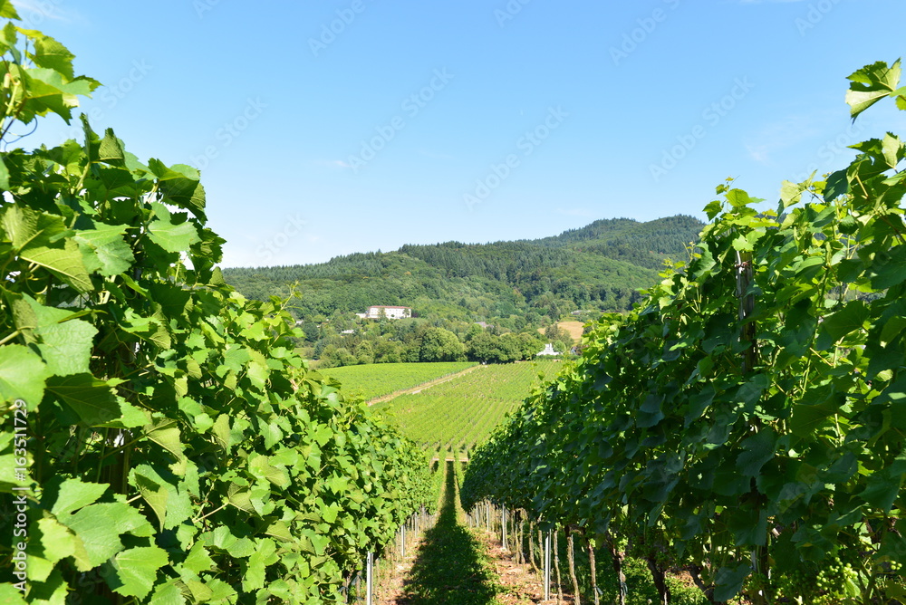 Weinanbau Staufen im Breisgau