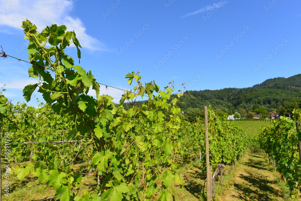 Weinanbau Staufen im Breisgau 